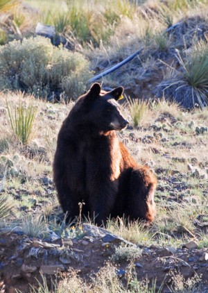 Brown Bear ay Valley View 2011